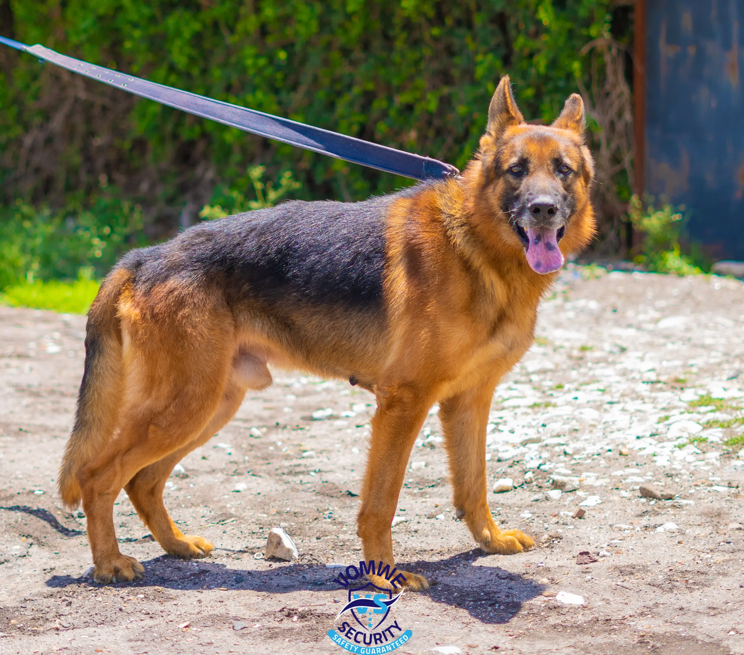 K9 detection and security services